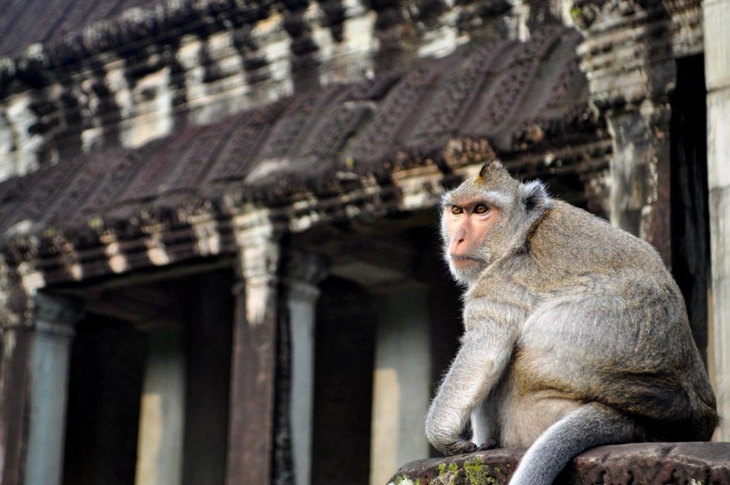 Angkor Wat Animals