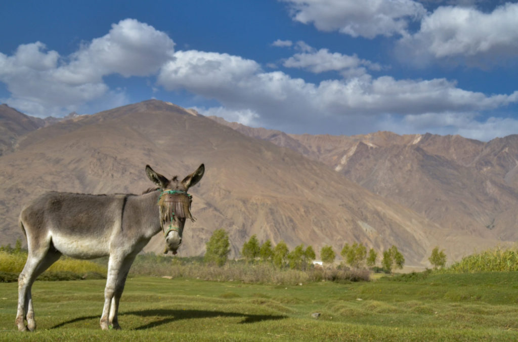 Afghan Donkey Ishkashim