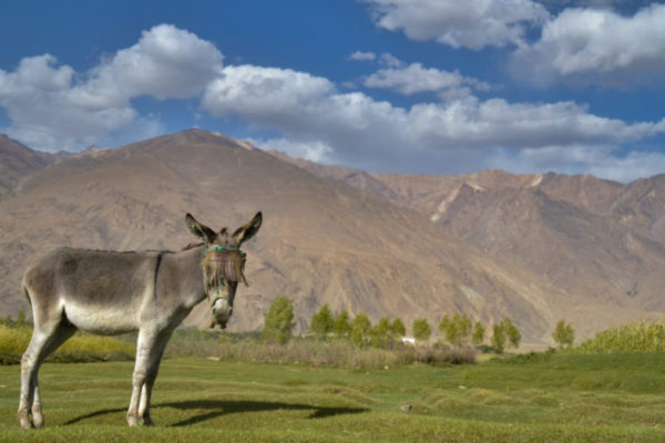 Afghan Donkey Ishkashim